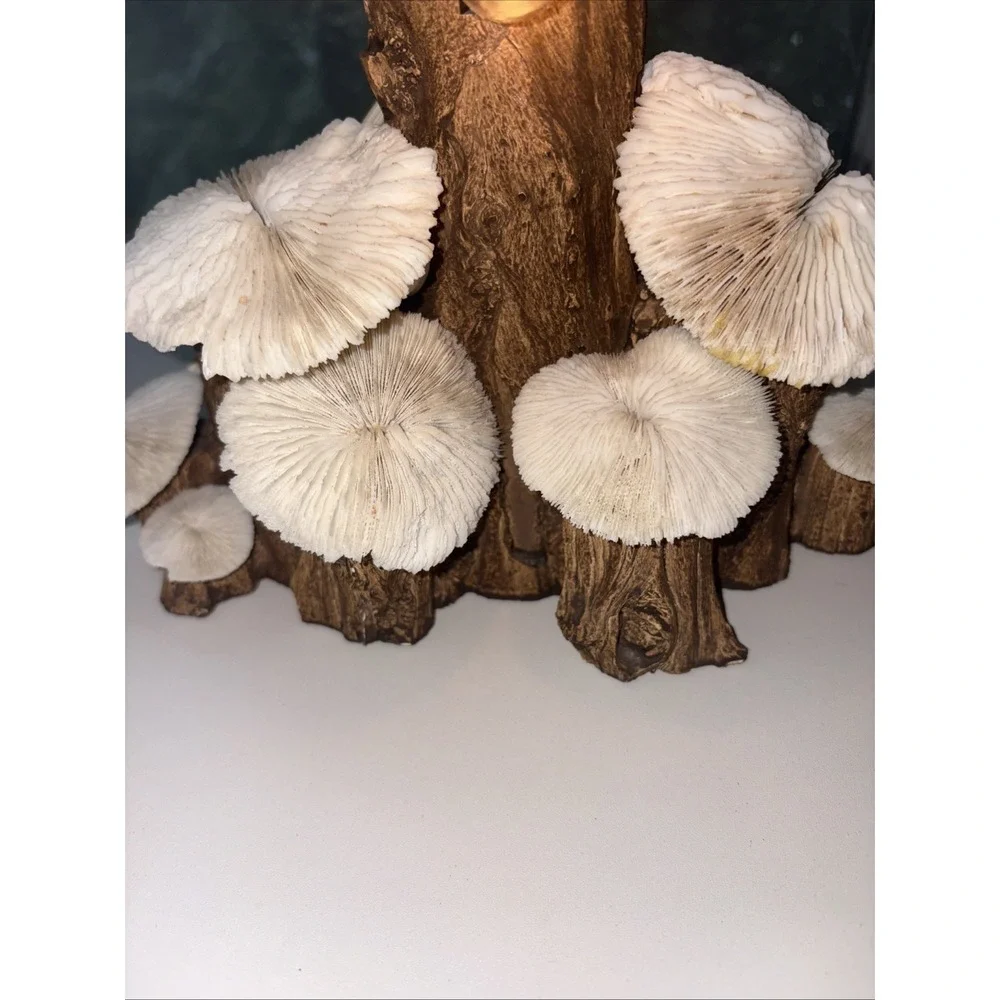 Vintage Coral & Wood Mushroom 1970's Lamp